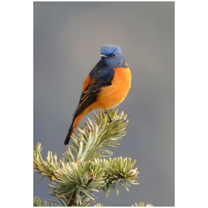 BLUE FRONTED REDSTART